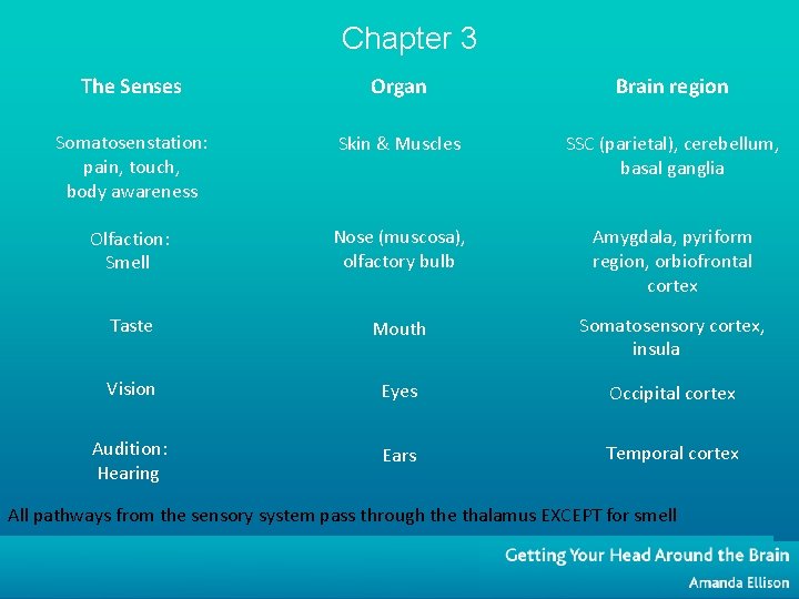 Chapter 3 The Senses Organ Brain region Somatosenstation: pain, touch, body awareness Skin &