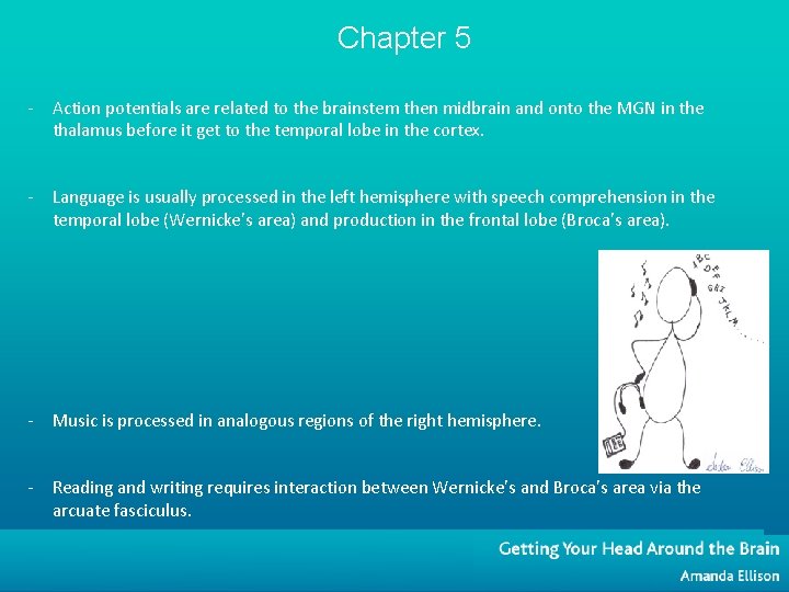 Chapter 5 - Action potentials are related to the brainstem then midbrain and onto