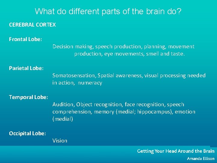 What do different parts of the brain do? CEREBRAL CORTEX Frontal Lobe: Parietal Lobe: