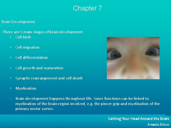 Chapter 7 Brain Development -There are 6 main stages of brain development • Cell