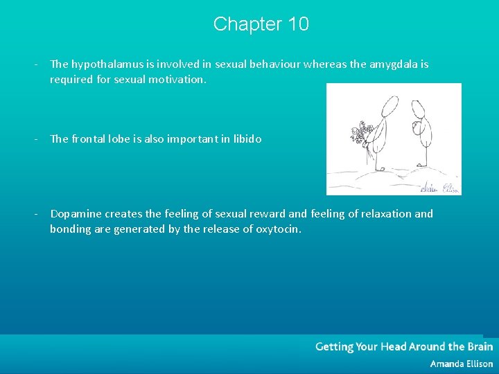 Chapter 10 - The hypothalamus is involved in sexual behaviour whereas the amygdala is