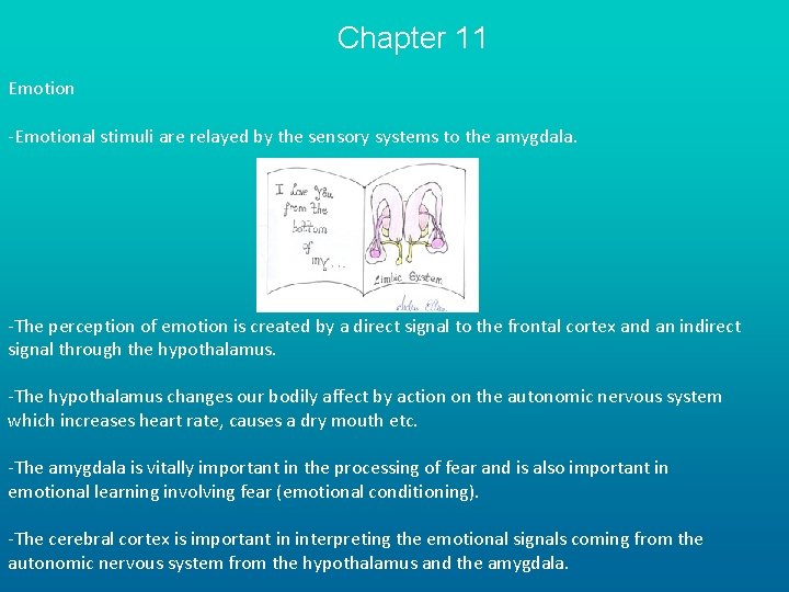 Chapter 11 Emotion -Emotional stimuli are relayed by the sensory systems to the amygdala.