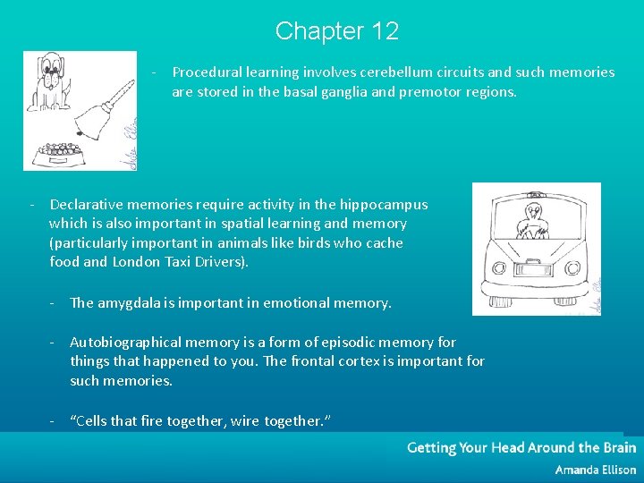 Chapter 12 - Procedural learning involves cerebellum circuits and such memories are stored in