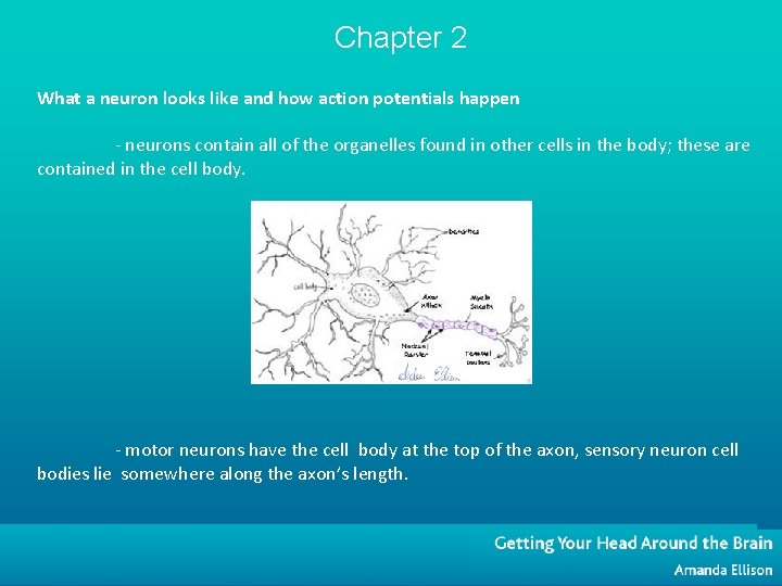 Chapter 2 What a neuron looks like and how action potentials happen - neurons