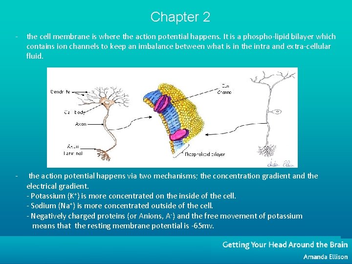 Chapter 2 - the cell membrane is where the action potential happens. It is