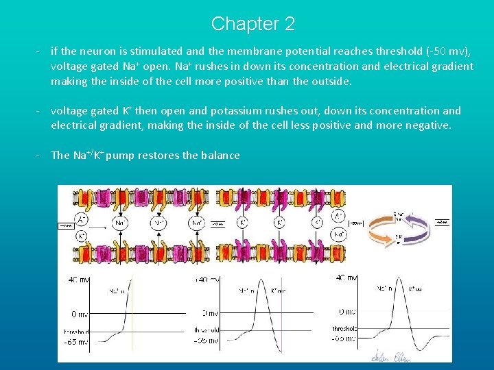 Chapter 2 - if the neuron is stimulated and the membrane potential reaches threshold