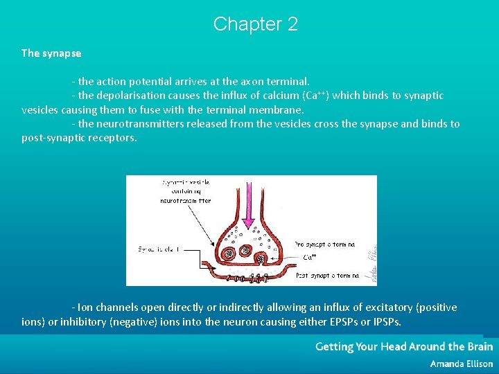 Chapter 2 The synapse - the action potential arrives at the axon terminal. -