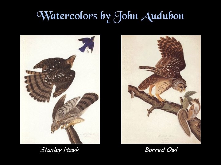 Watercolors by John Audubon Stanley Hawk Barred Owl 