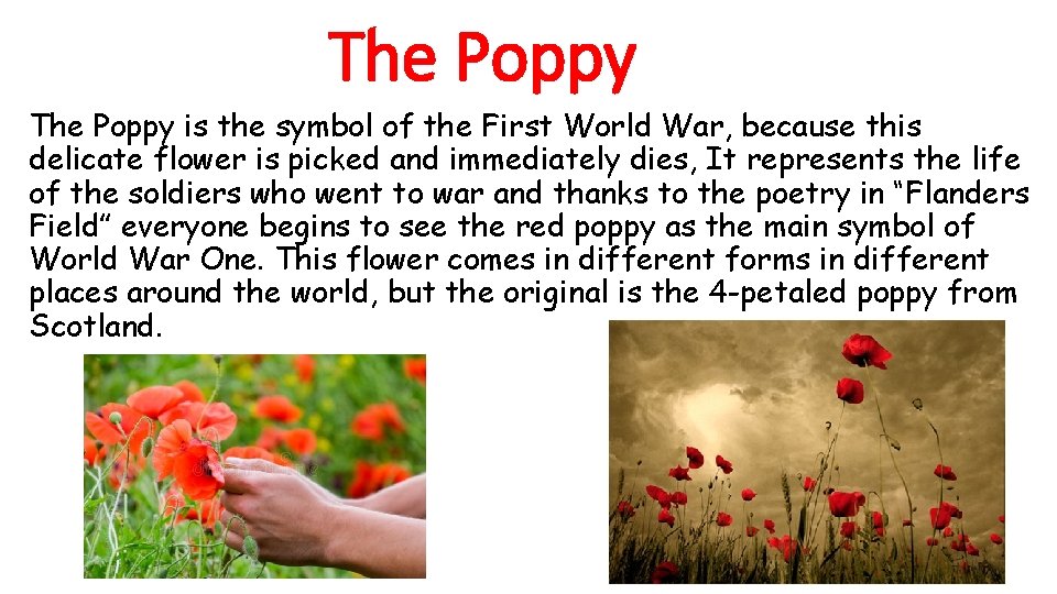 The Poppy is the symbol of the First World War, because this delicate flower