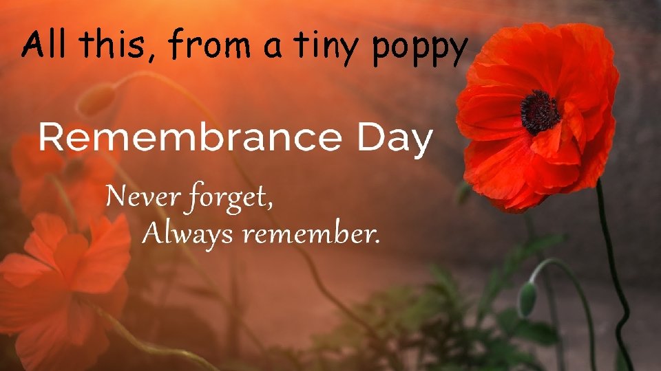 All this, from a tiny poppy 