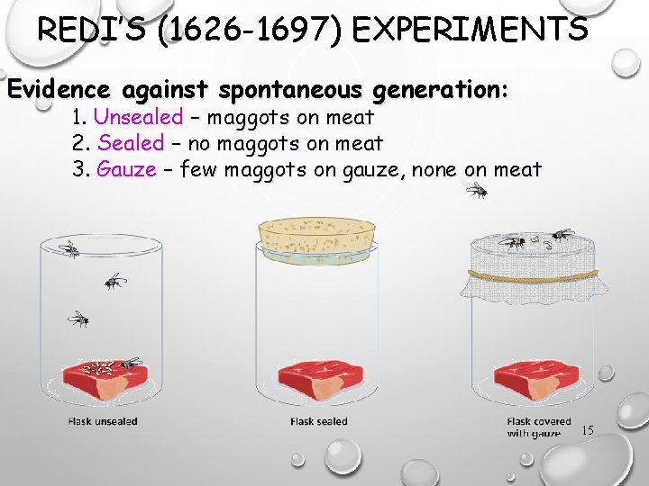 REDI’S (1626 -1697) EXPERIMENTS Evidence against spontaneous generation: 1. Unsealed – maggots on meat