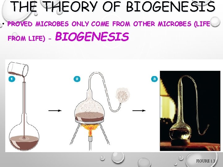 THE THEORY OF BIOGENESIS • PROVED MICROBES ONLY COME FROM OTHER MICROBES (LIFE FROM