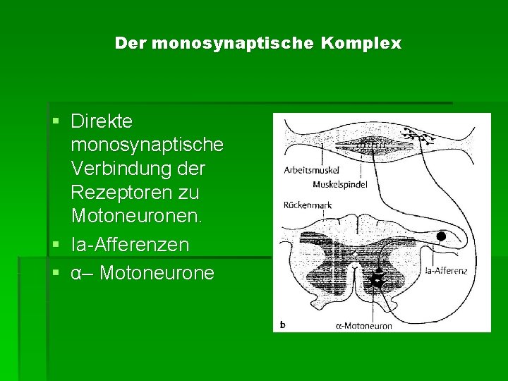Der monosynaptische Komplex § Direkte monosynaptische Verbindung der Rezeptoren zu Motoneuronen. § Ia-Afferenzen §
