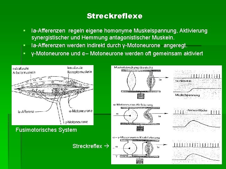 Streckreflexe § Ia-Afferenzen regeln eigene homonyme Muskelspannung, Aktivierung synergistischer und Hemmung antagonistischer Muskeln. §