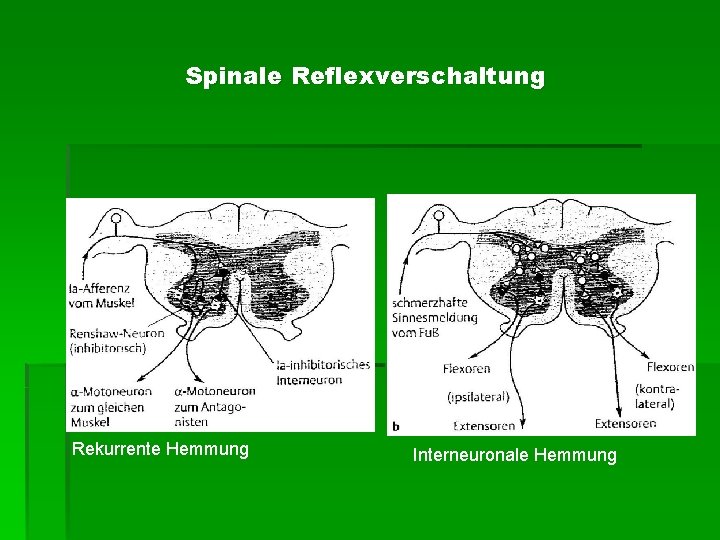 Spinale Reflexverschaltung Rekurrente Hemmung Interneuronale Hemmung 