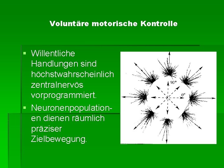 Voluntäre motorische Kontrolle § Willentliche Handlungen sind höchstwahrscheinlich zentralnervös vorprogrammiert. § Neuronenpopulationen dienen räumlich