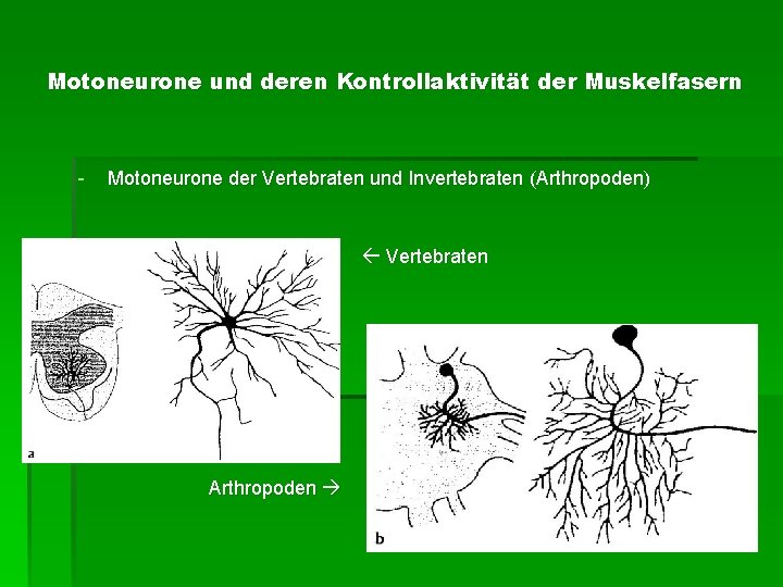 Motoneurone und deren Kontrollaktivität der Muskelfasern - Motoneurone der Vertebraten und Invertebraten (Arthropoden) Vertebraten