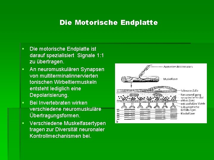 Die Motorische Endplatte § Die motorische Endplatte ist darauf spezialisiert Signale 1: 1 zu