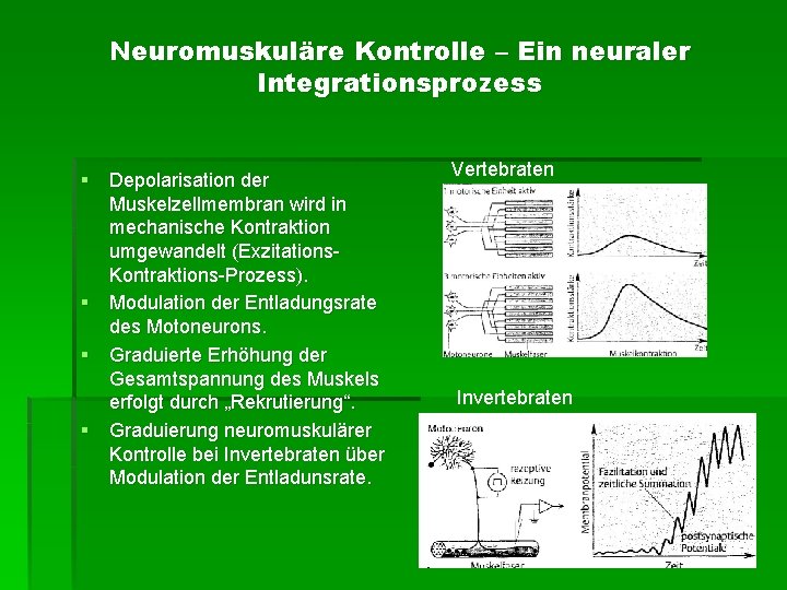 Neuromuskuläre Kontrolle – Ein neuraler Integrationsprozess § Depolarisation der Muskelzellmembran wird in mechanische Kontraktion