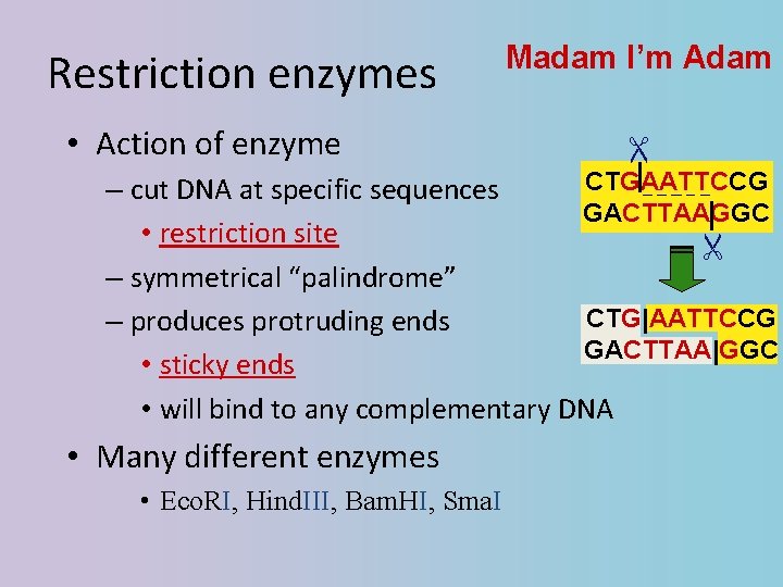 Restriction enzymes • Action of enzyme Madam I’m Adam CTGAATTCCG – cut DNA at