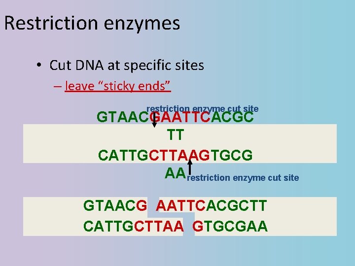 Restriction enzymes • Cut DNA at specific sites – leave “sticky ends” restriction enzyme