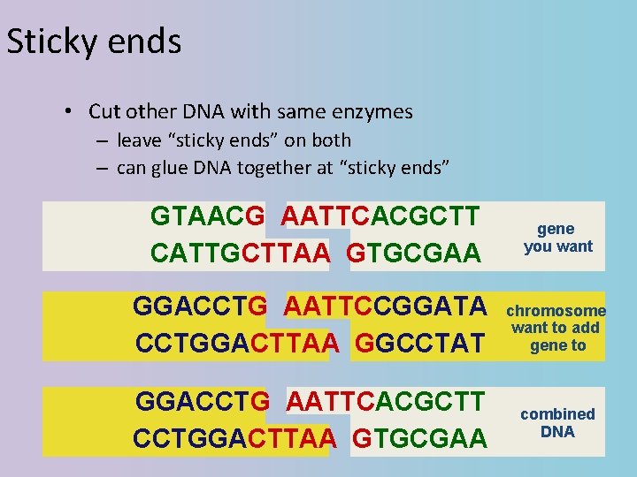 Sticky ends • Cut other DNA with same enzymes – leave “sticky ends” on