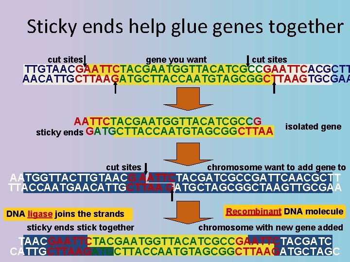 Sticky ends help glue genes together cut sites gene you want cut sites TTGTAACGAATTCTACGAATGGTTACATCGCCGAATTCACGCTT