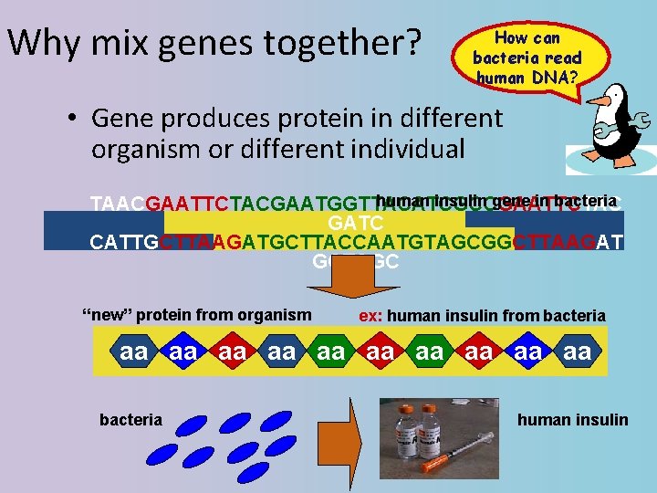 Why mix genes together? How can bacteria read human DNA? • Gene produces protein