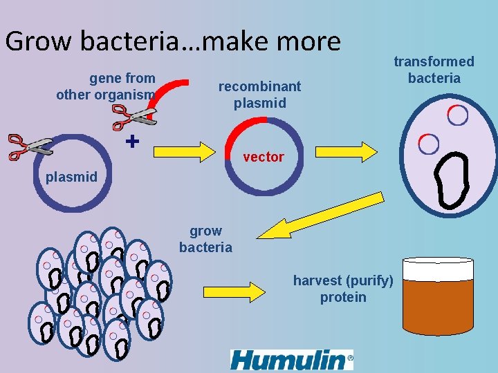 Grow bacteria…make more gene from other organism recombinant plasmid + vector plasmid grow bacteria