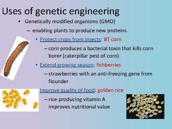 Uses of genetic engineering • Genetically modified organisms (GMO) – enabling plants to produce