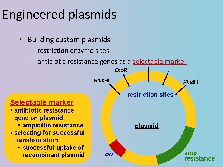 Engineered plasmids • Building custom plasmids – restriction enzyme sites – antibiotic resistance genes