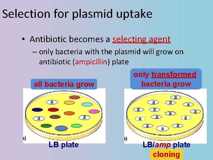 Selection for plasmid uptake • Antibiotic becomes a selecting agent – only bacteria with