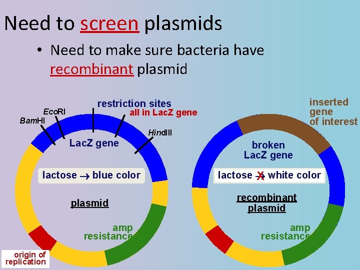 Need to screen plasmids • Need to make sure bacteria have recombinant plasmid Eco.