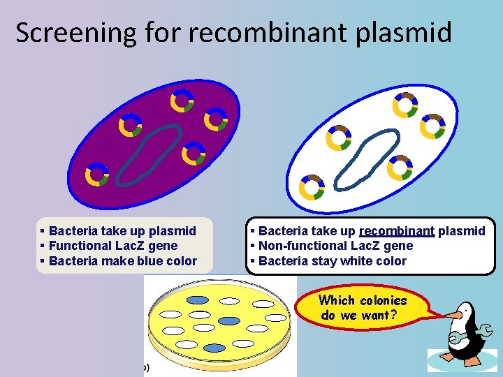 Screening for recombinant plasmid § Bacteria take up plasmid § Functional Lac. Z gene