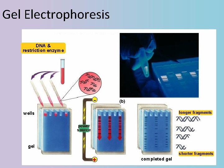 Gel Electrophoresis DNA & restriction enzyme longer fragments wells power source gel + shorter