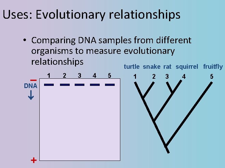 Uses: Evolutionary relationships • Comparing DNA samples from different organisms to measure evolutionary relationships