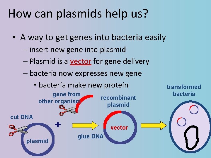 How can plasmids help us? • A way to get genes into bacteria easily