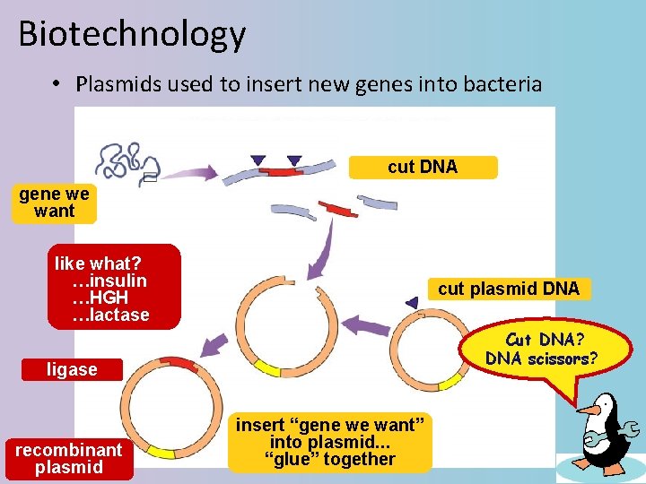 Biotechnology • Plasmids used to insert new genes into bacteria cut DNA gene we