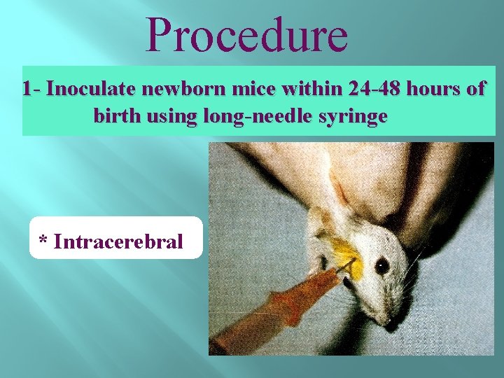 Procedure 1 - Inoculate newborn mice within 24 -48 hours of birth using long-needle