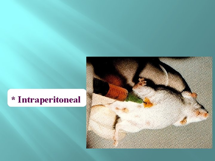 * Intraperitoneal 