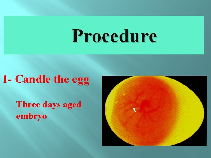 Procedure 1 - Candle the egg Three days aged embryo 