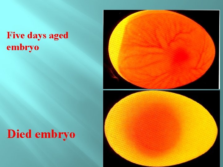 Five days aged embryo Died embryo 