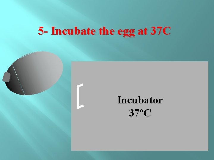 5 - Incubate the egg at 37 C Incubator 37ºC 