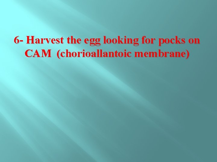 6 - Harvest the egg looking for pocks on CAM (chorioallantoic membrane) 