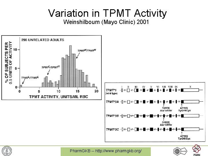 Variation in TPMT Activity Weinshilboum (Mayo Clinic) 2001 Pharm. GKB -- http: //www. pharmgkb.
