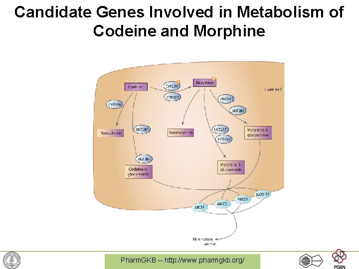 Candidate Genes Involved in Metabolism of Codeine and Morphine Pharm. GKB -- http: //www.