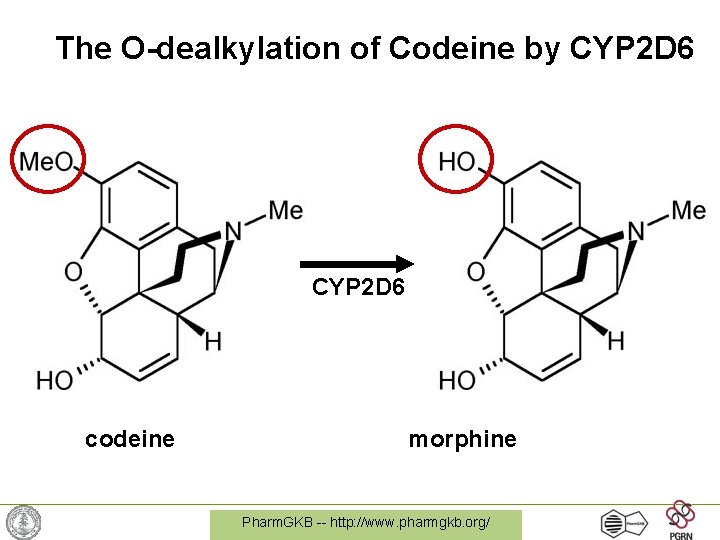 The O-dealkylation of Codeine by CYP 2 D 6 codeine morphine Pharm. GKB --