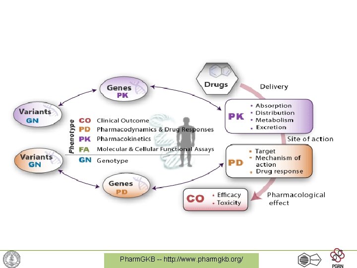 Pharm. GKB -- http: //www. pharmgkb. org/ 