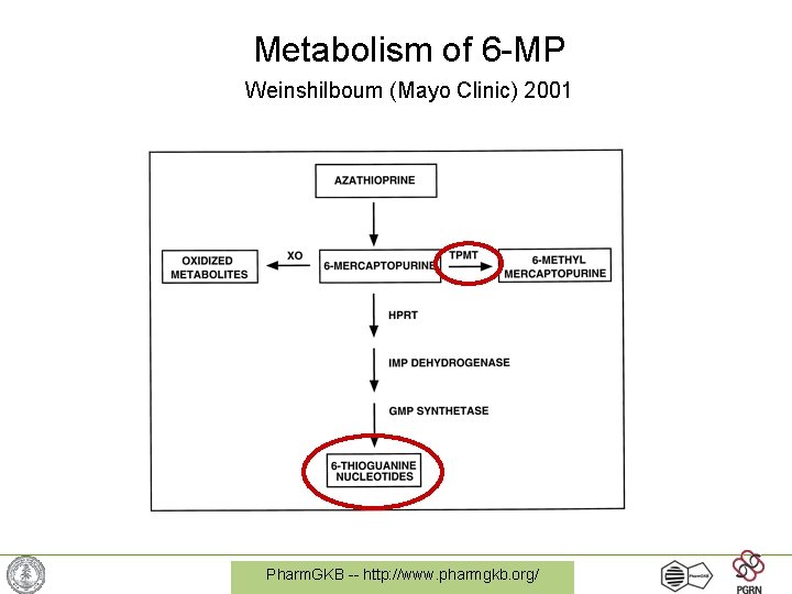Metabolism of 6 -MP Weinshilboum (Mayo Clinic) 2001 Pharm. GKB -- http: //www. pharmgkb.