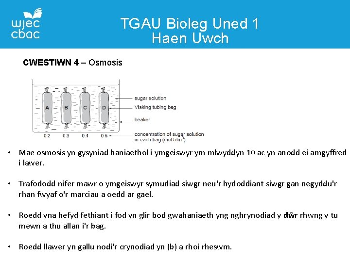 TGAU Bioleg Uned 1 Haen Uwch CWESTIWN 4 – Osmosis • Mae osmosis yn
